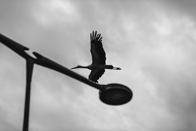 Foto vista a bassa angolazione di un uccello che vola contro il cielo