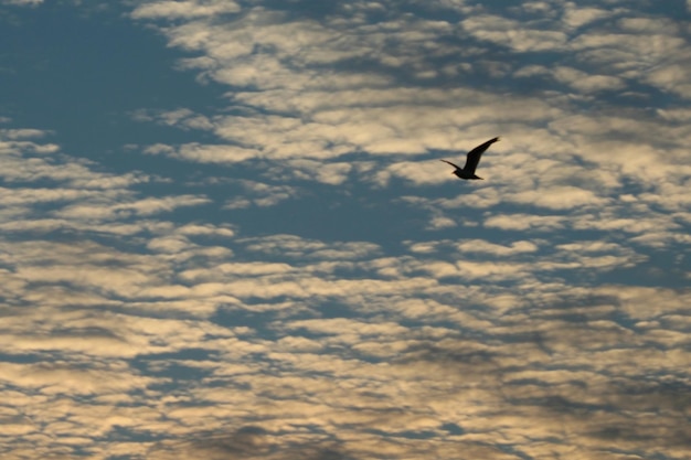 空に向かって飛ぶ鳥の低角度の景色