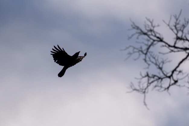 Low angle view of bird flying against sky