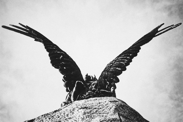 Photo low angle view of bird flying against sky