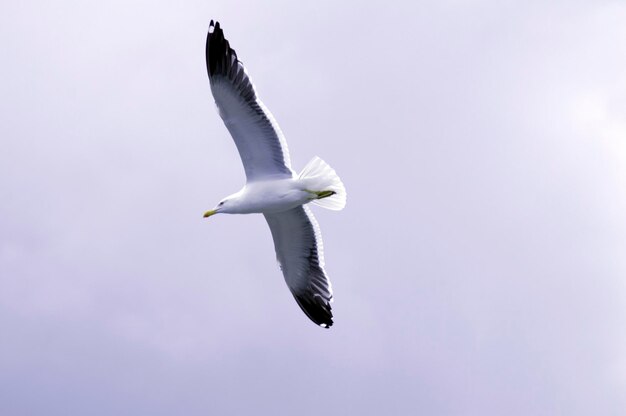 Low angle view of bird flying against sky