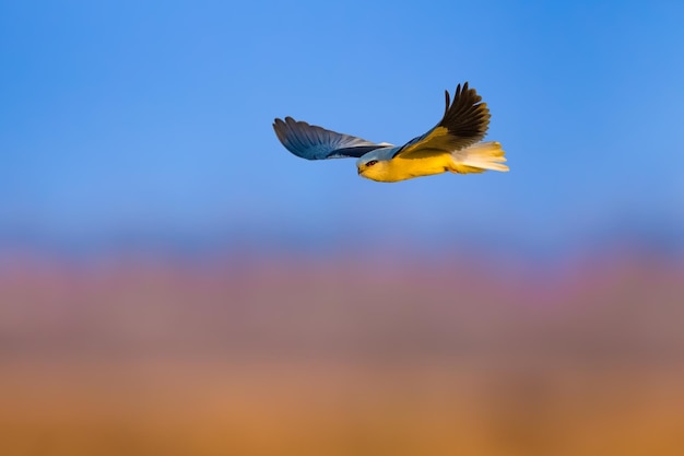 Low angle view of bird flying against the sky