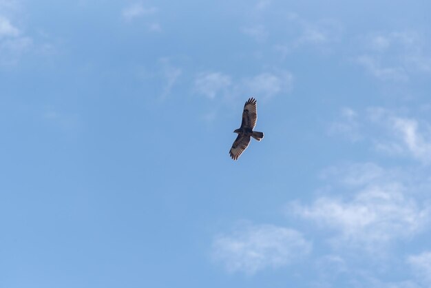 Low angle view of bird flying against sky