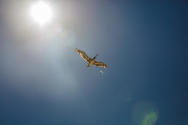 Foto vista a bassa angolazione di un uccello che vola contro il cielo