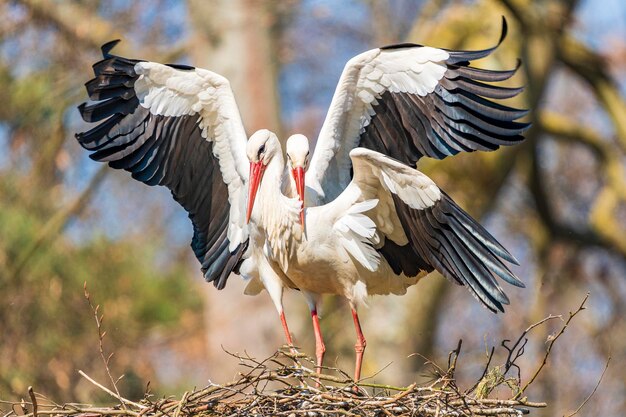 空に向かって飛ぶ鳥の低角度の景色