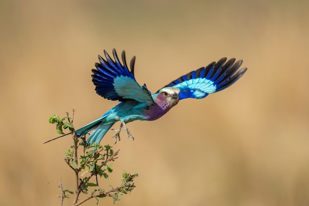 空に向かって飛ぶ鳥の低角度の景色