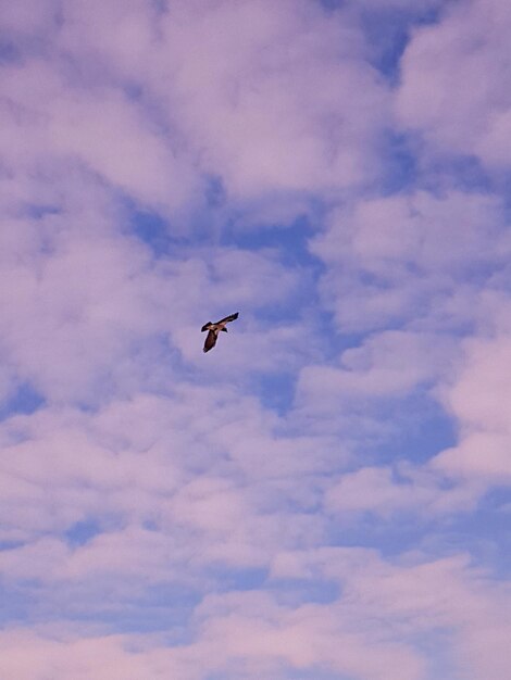 Low angle view of bird flying against sky