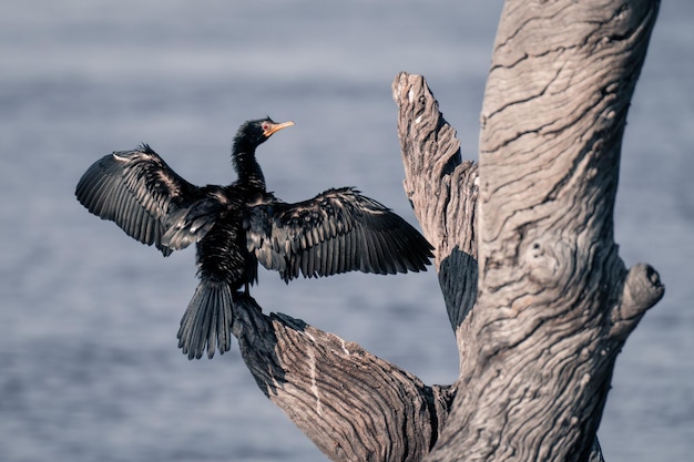 空に向かって飛ぶ鳥の低角度の景色