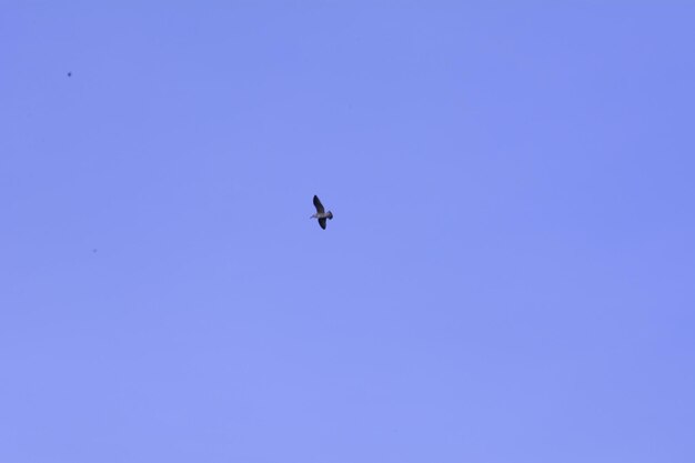 Low angle view of bird flying against sky