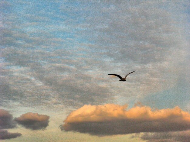 Low angle view of bird flying against sky