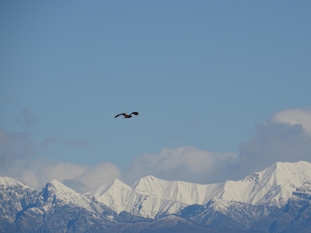 雪で覆われた山に飛ぶ鳥の低角度の景色