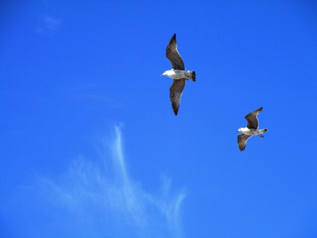 Low angle view of bird flying in blue sky