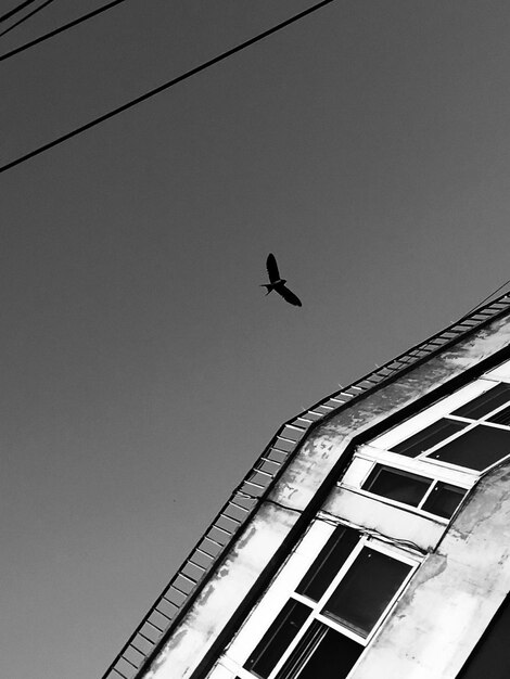 明るい空に照らして建物を飛ぶ鳥の低角度の景色