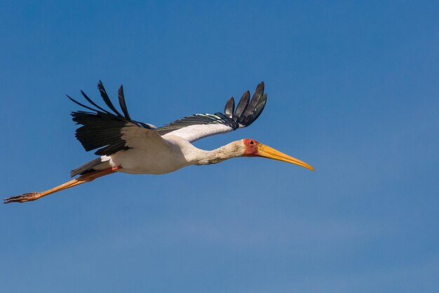 Photo low angle view of bird flying in clear blue sky