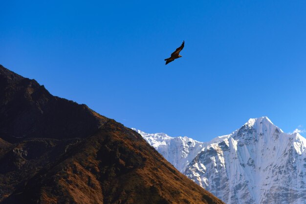 Low angle view of bird flying over mountains against clear sky