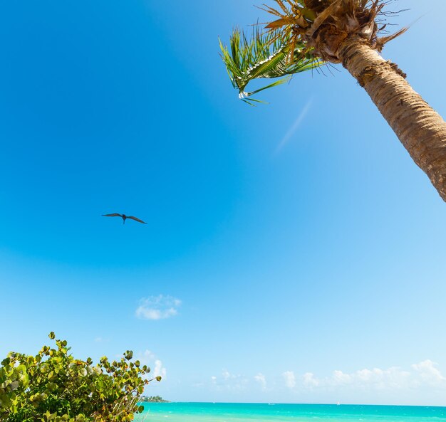 Foto veduta a bassa angolazione di un uccello che vola sul mare contro il cielo blu