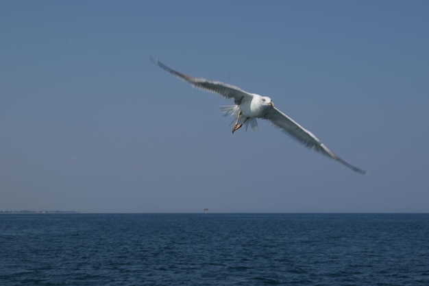 Foto vista a bassa angolazione di un uccello che vola sul mare contro un cielo limpido