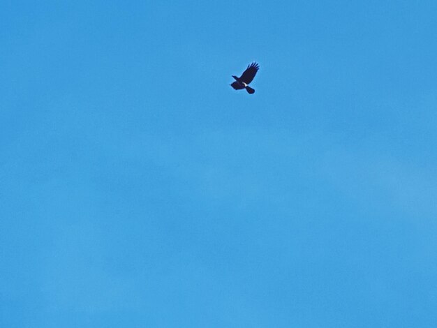 Low angle view of bird flying in sky