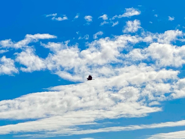 Low angle view of bird flying in sky