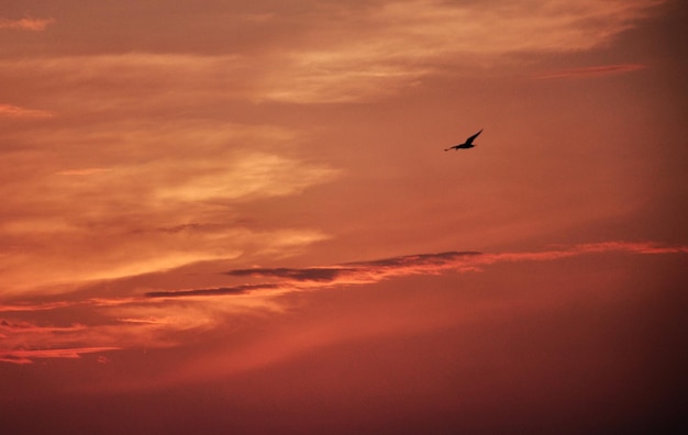 Foto vista ad angolo basso di un uccello che vola nel cielo