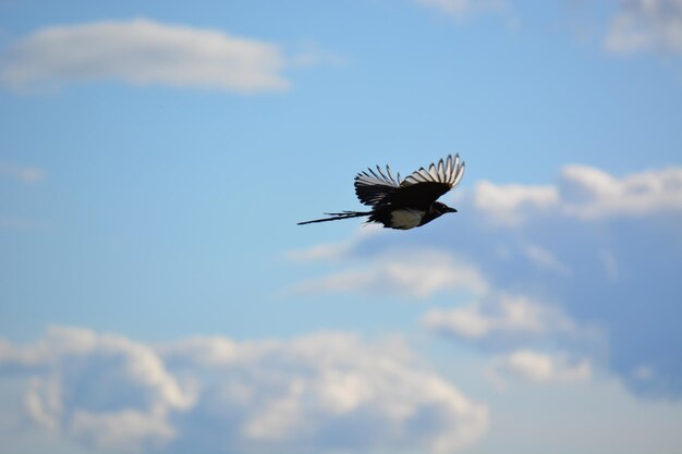 空を飛ぶ鳥の低角度の景色