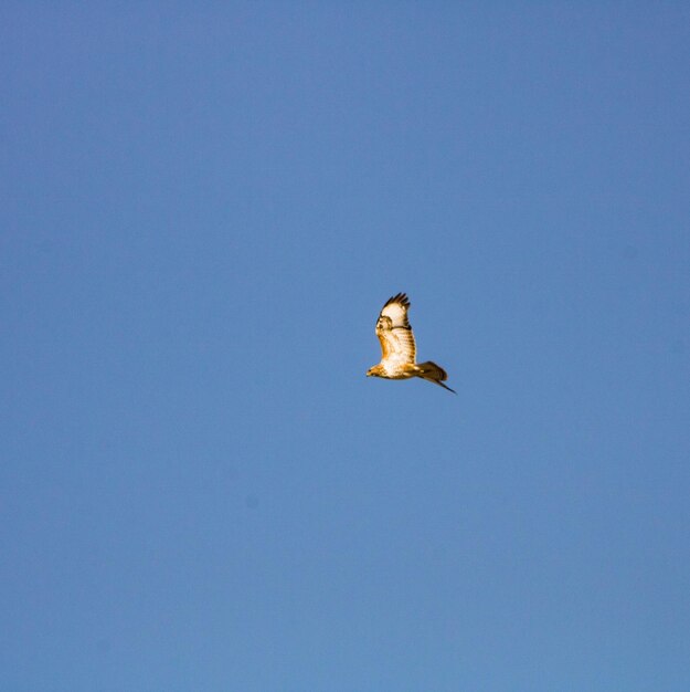 Low angle view of bird flying in sky