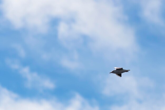 Low angle view of bird flying in sky