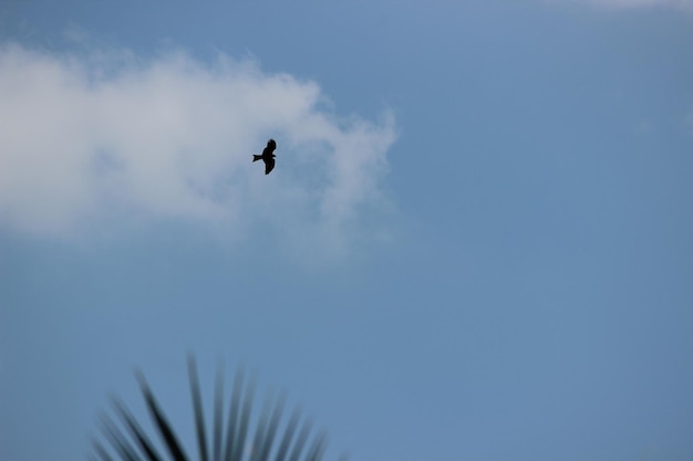 Foto vista ad angolo basso di un uccello che vola nel cielo