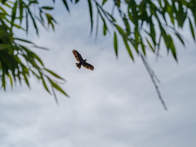 Low angle view of bird flying in sky