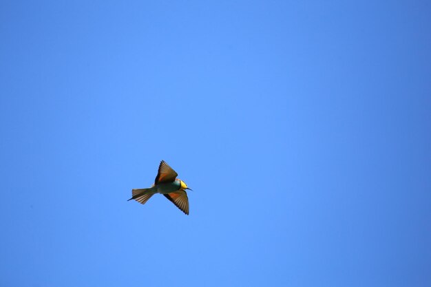 Low angle view of bird flying in sky