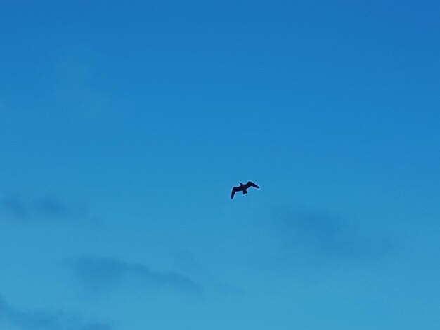 Low angle view of bird flying in sky