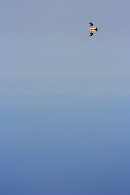 Low angle view of bird flying in sky