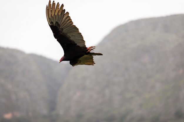 Foto vista ad angolo basso di un uccello che vola nel cielo