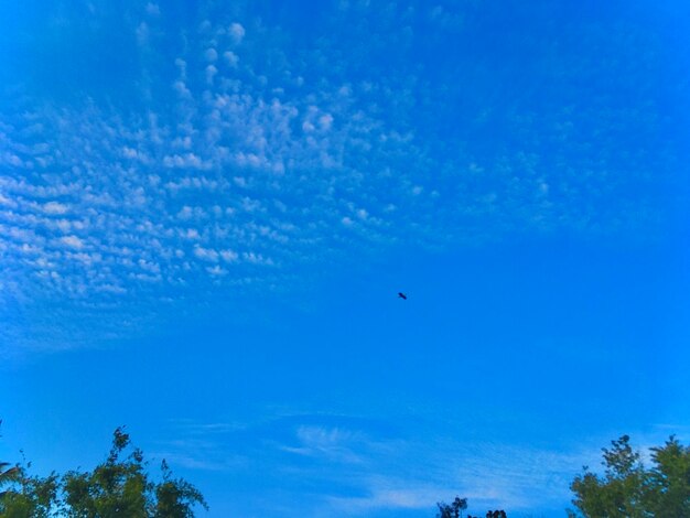 Low angle view of bird flying in sky