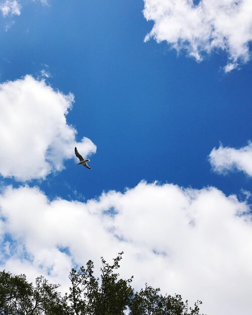 Photo low angle view of bird flying in sky