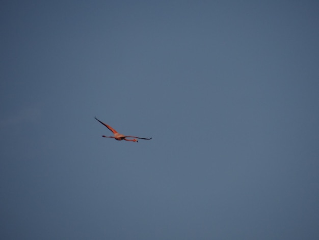 Photo low angle view of bird flying in sky