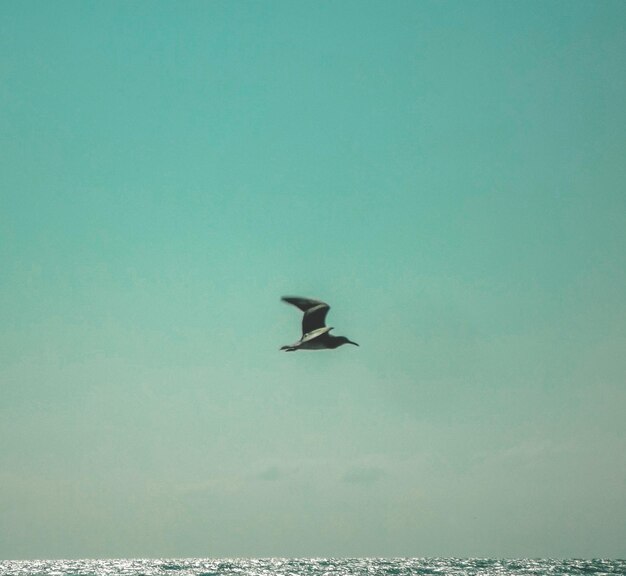 Low angle view of bird flying in sky