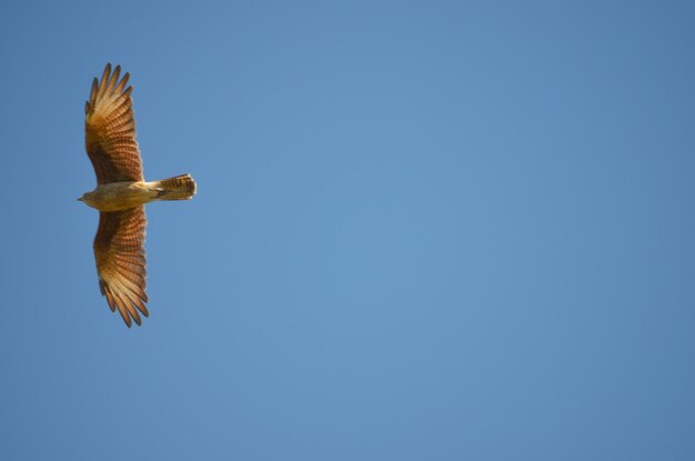 空を飛ぶ鳥の低角度の眺め