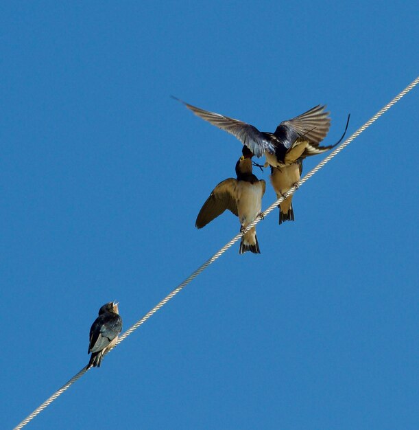 Low angle view of bird flying in sky