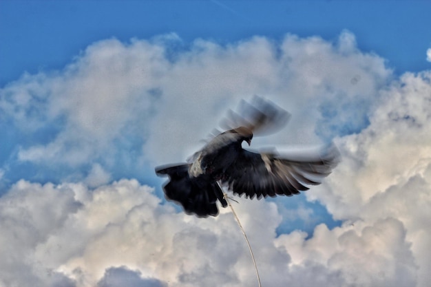 Foto vista ad angolo basso di un uccello che vola nel cielo