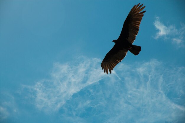 Photo low angle view of bird flying in sky