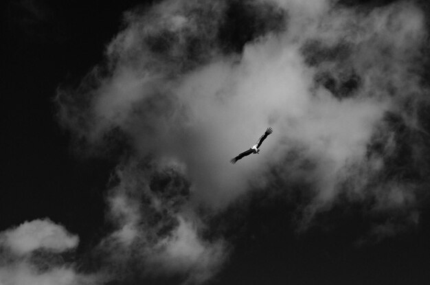 Foto vista ad angolo basso di un uccello che vola nel cielo