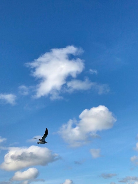 Foto vista ad angolo basso di un uccello che vola nel cielo