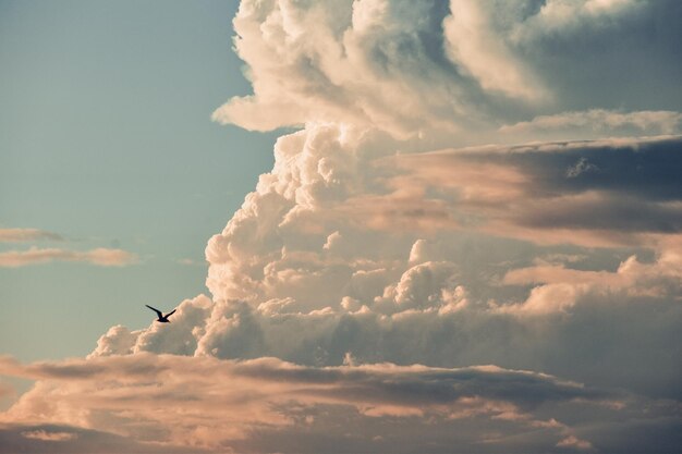 Photo low angle view of bird flying in sky