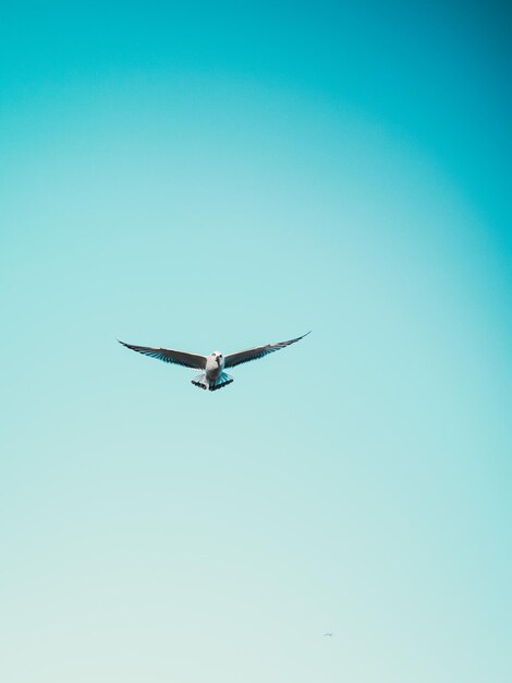 Photo low angle view of bird flying in sky