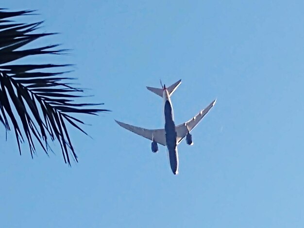 Low angle view of bird flying in sky