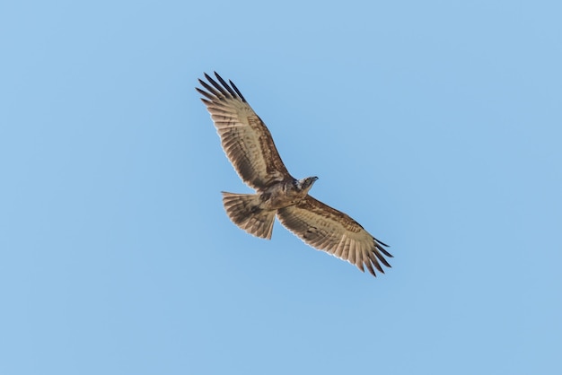 空を飛ぶ鳥の低角度の景色