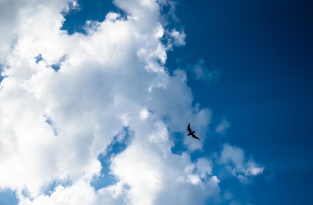 Low angle view of bird flying in sky