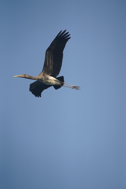 Foto veduta a basso angolo del volo degli uccelli