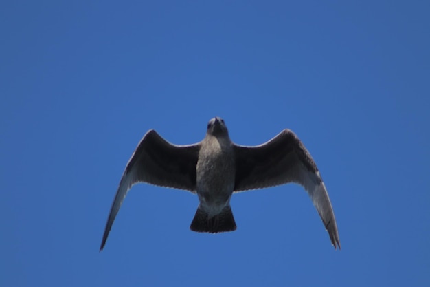 Foto vista ad angolo basso di un uccello che vola